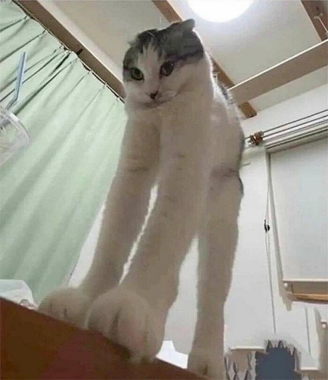 Смешные коты, которые бы победили на конкурсе абсурдных фотографий