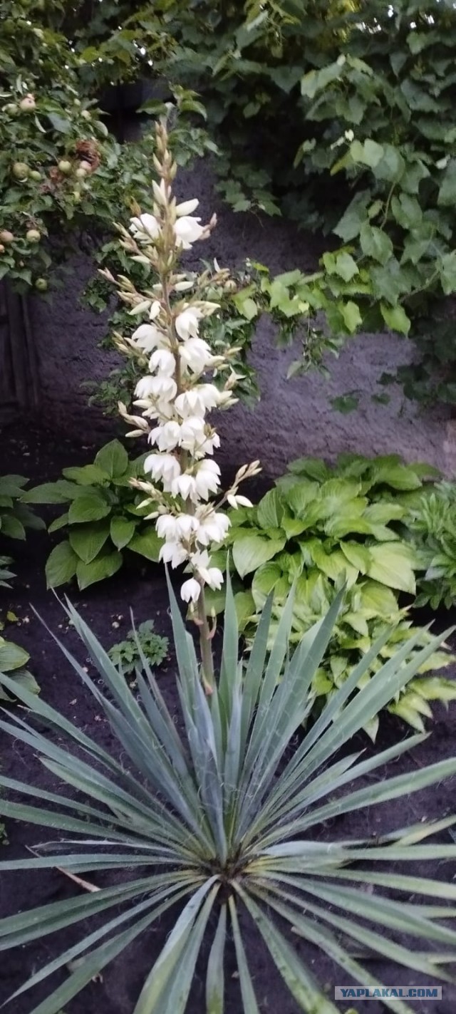 юка зацвела