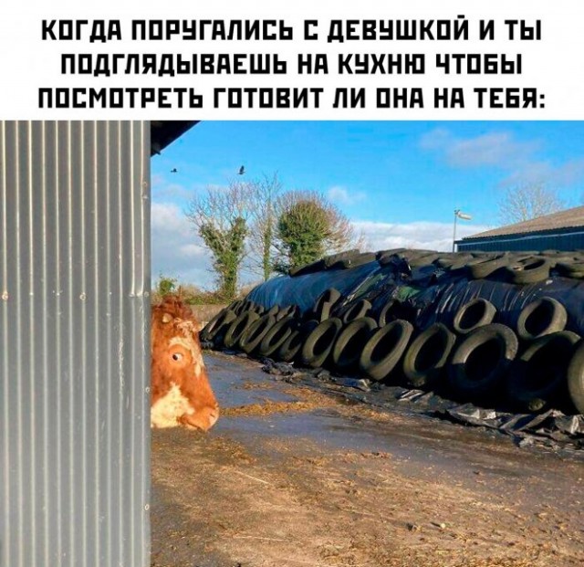 Веселые картинки в маленькую пятницу (16.07)