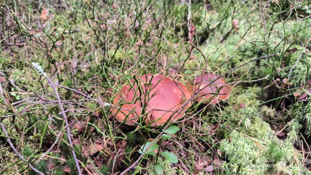 И снова об охоте,тихой