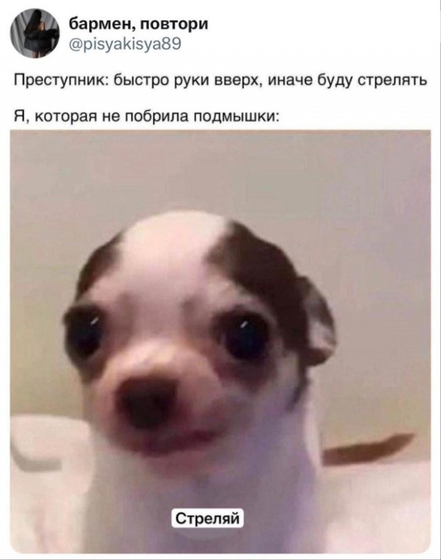 Веселые картинки в маленькую пятницу (19.11)