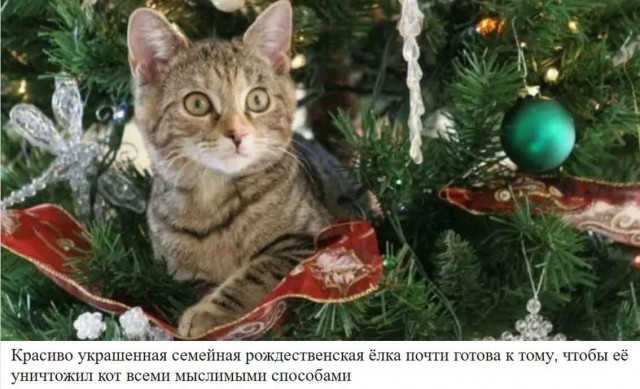 Чёрные котейки ждут Новый год