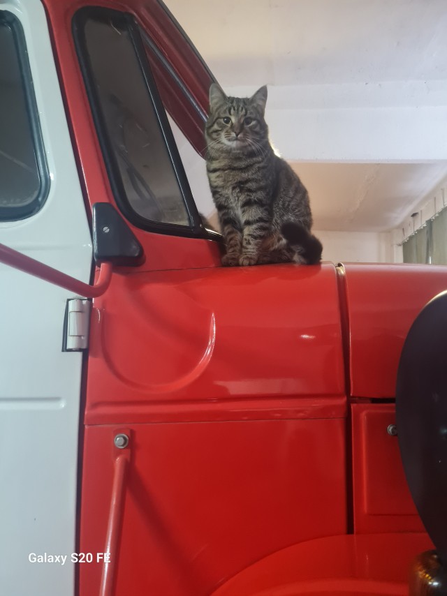 Кот.