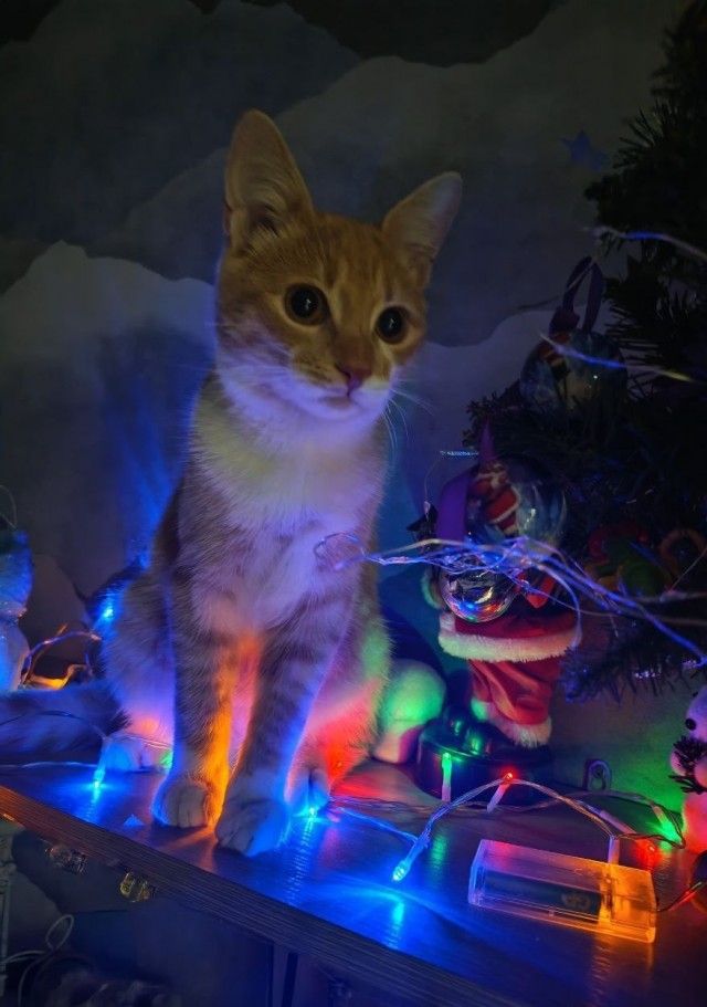 Нашелся таки хозяин (точнее хозяйка)