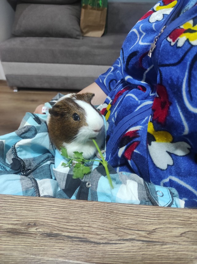 Нет котиков, есть свинка.