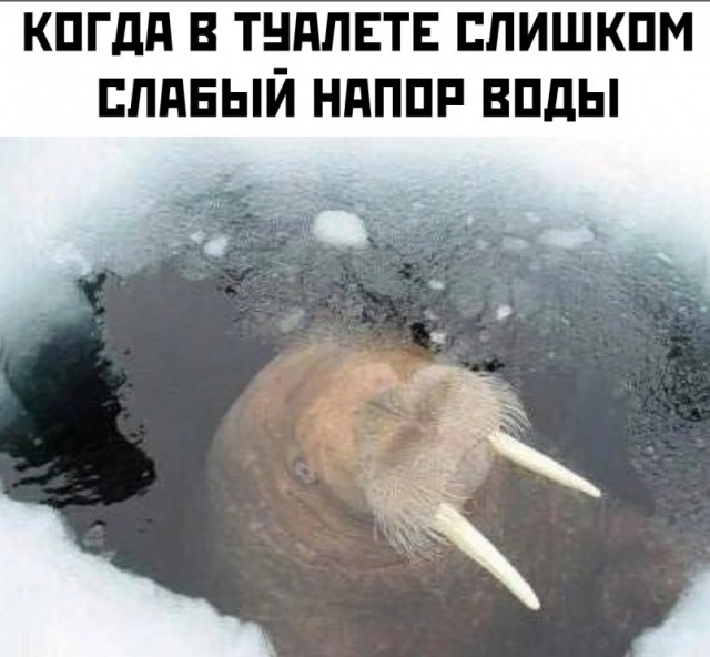 Пройдусь по абрикосовой, сверну не деградантную