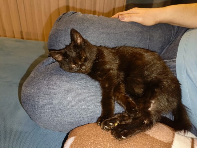 Котофторник жеж