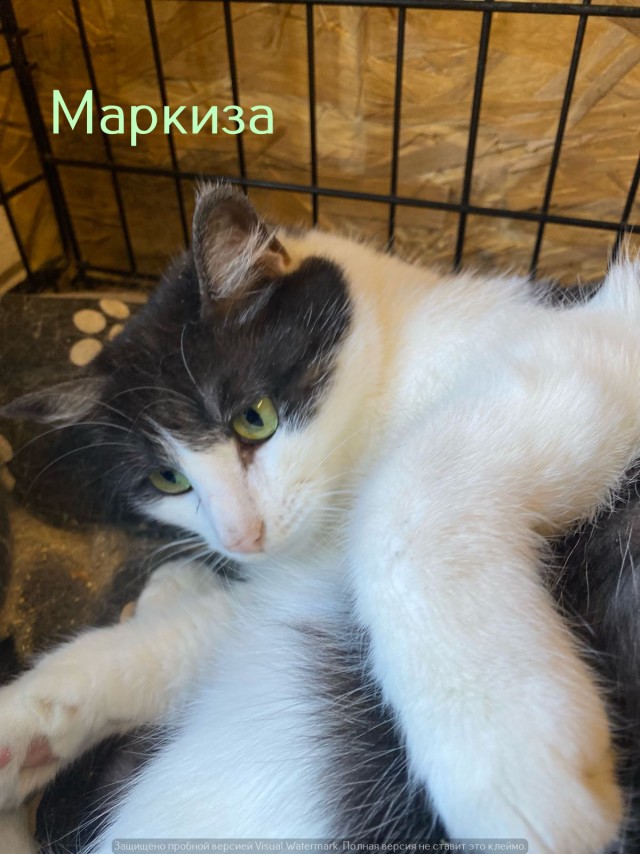 Жизнь домашнего приюта "Котоленд" 533