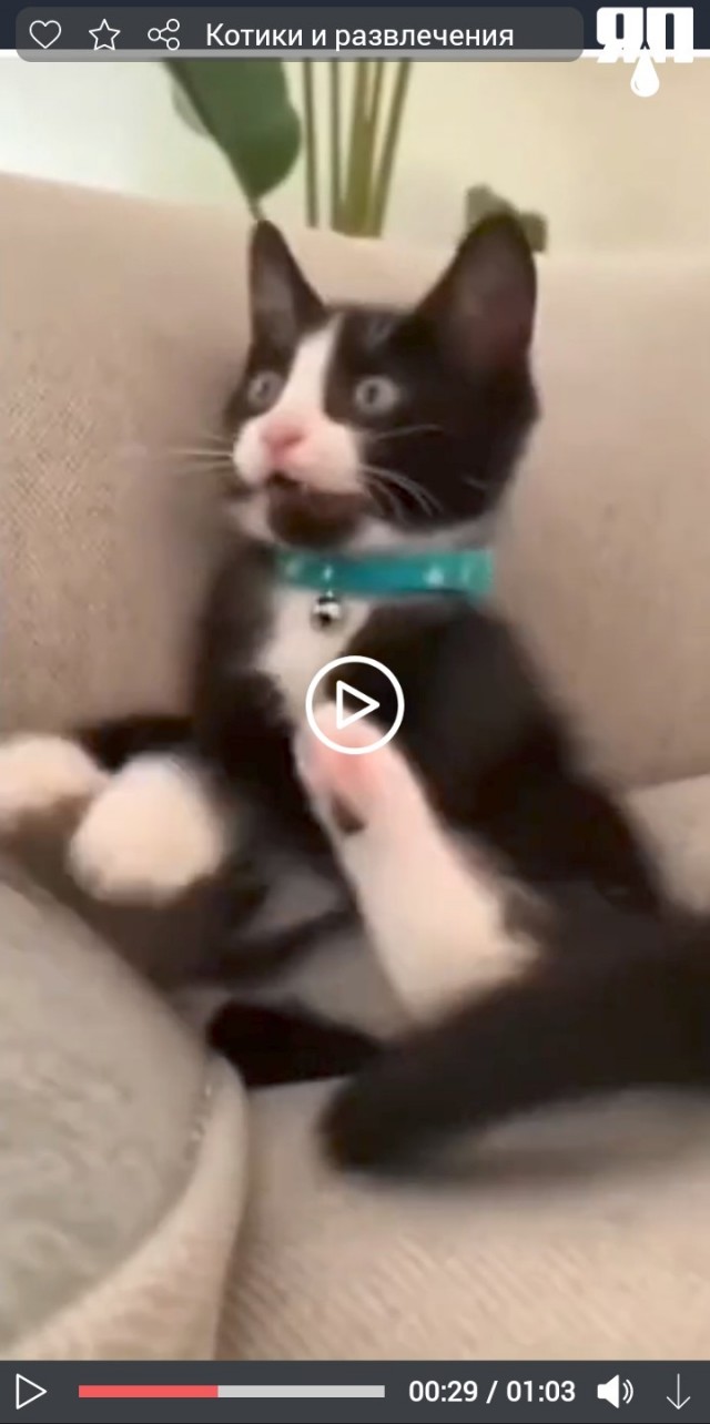 Котики и развлечения