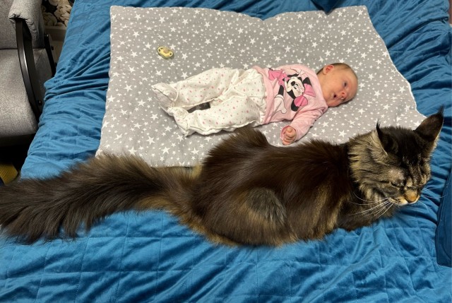 Котоволхвы
