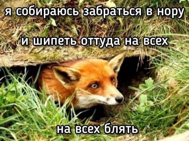 Картинки для деградации 236 (разной степени свежести)