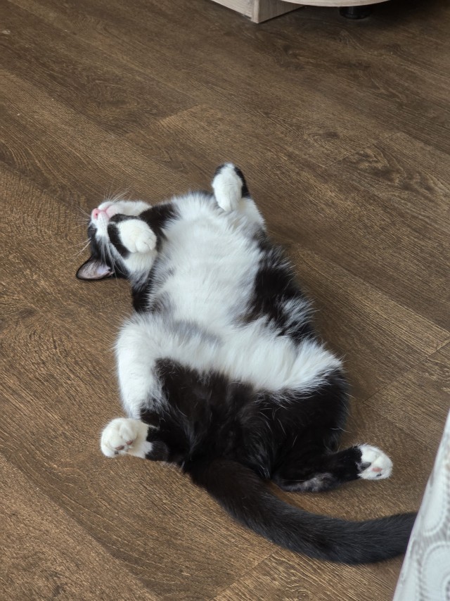 Очередной котовторник