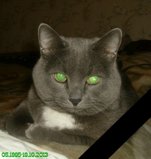 Степашка