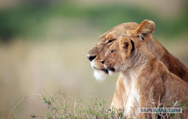 Лучшие фотографии National Geographic 2013.