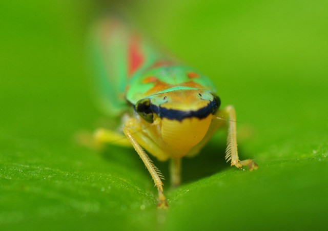 Взглянуть в лицо насекомым