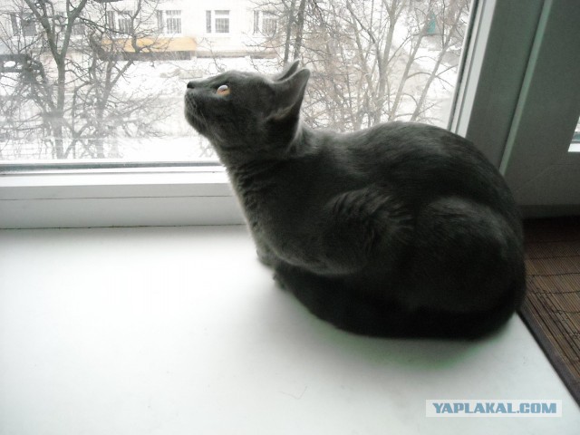 Котовторник 04.03.2014