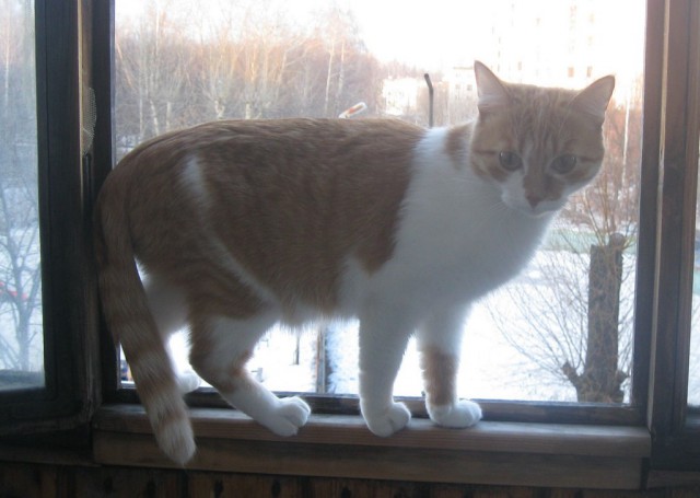 Котовторник  25.03.2014