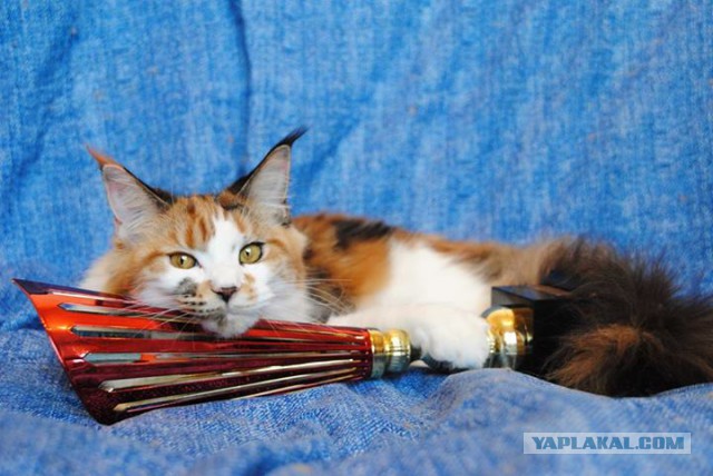 С Котовторником!