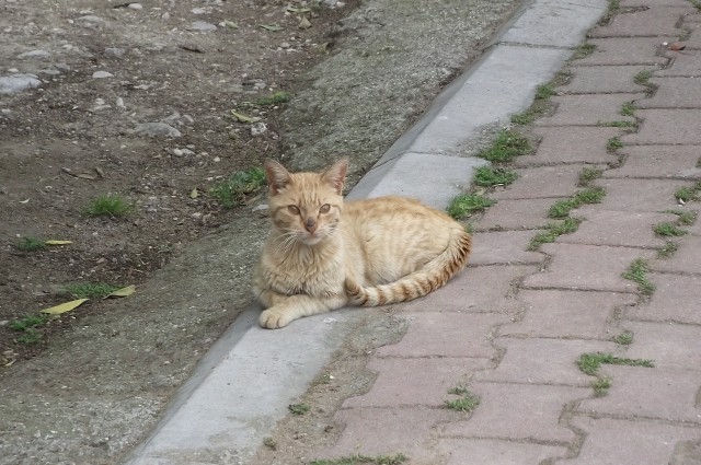 В Египте очень странные коты