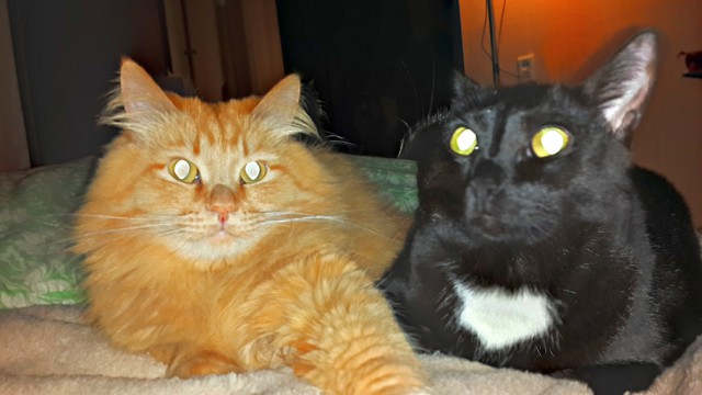 Котовторник 19.08.2014