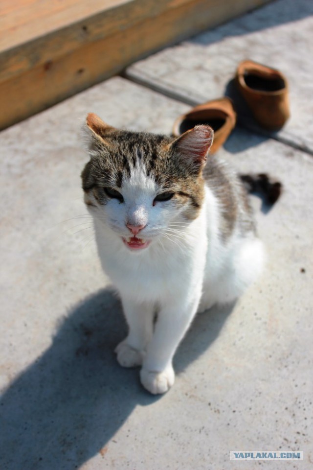 Котовторник 09.09.2014