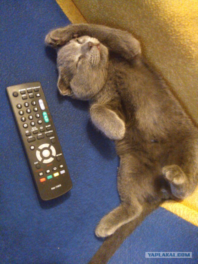 Котовторник 09.09.2014