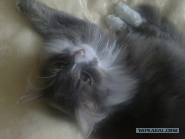 Котовторник 11.11.2014