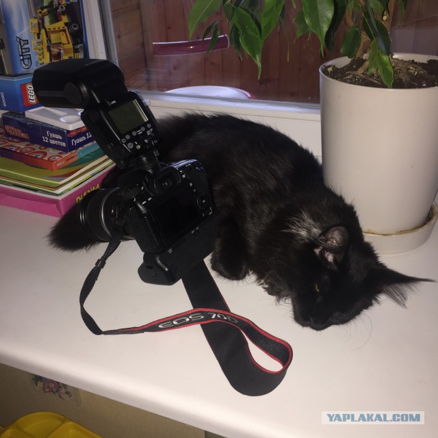 Котовторник 27.01.2015