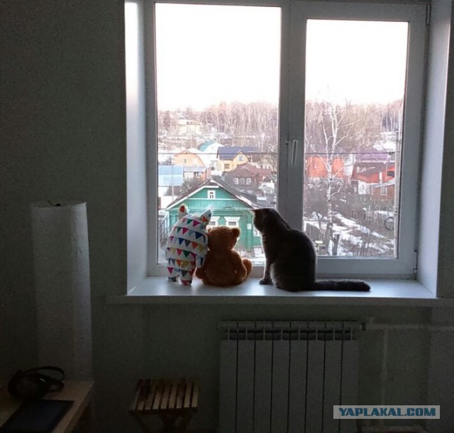 Котовторник 31.03.2015