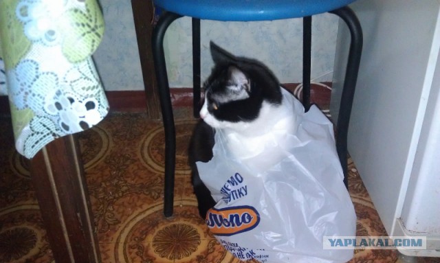 Мейн-куны - котята до старости! Я выбираю вас!
