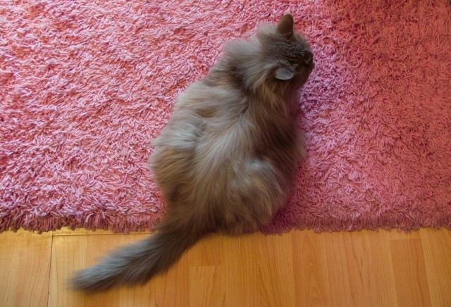 Котовторник 07 04 2015