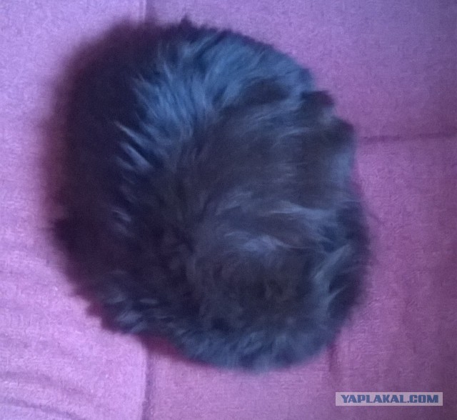 Котовторник   02.06.2015