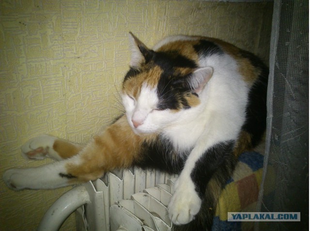 Котовторник 30,06, 2015