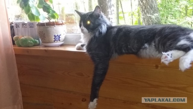 Котовторник на вторник, Котовторник