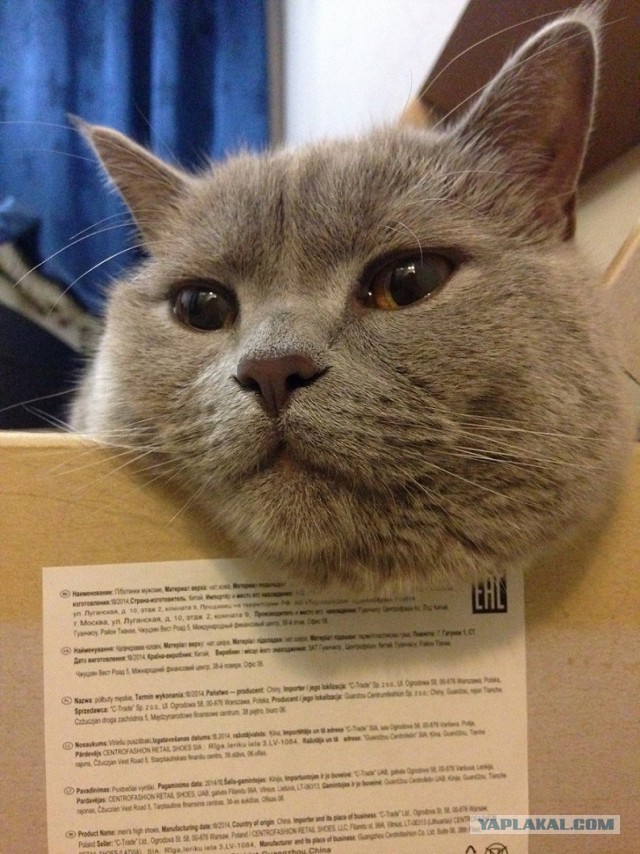 Дикий котовторник
