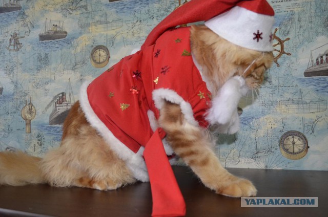 Котооо-о-о-вторник