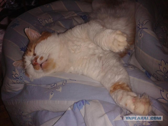 Котовторник 02.02.2016