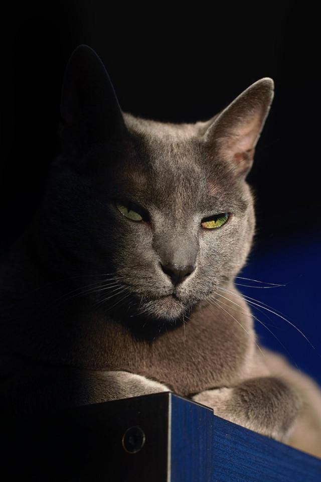 Кот грузинский