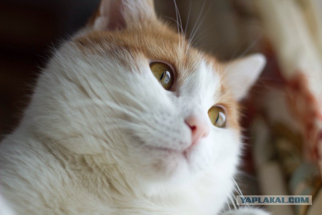 Котовторник  31.01.2017