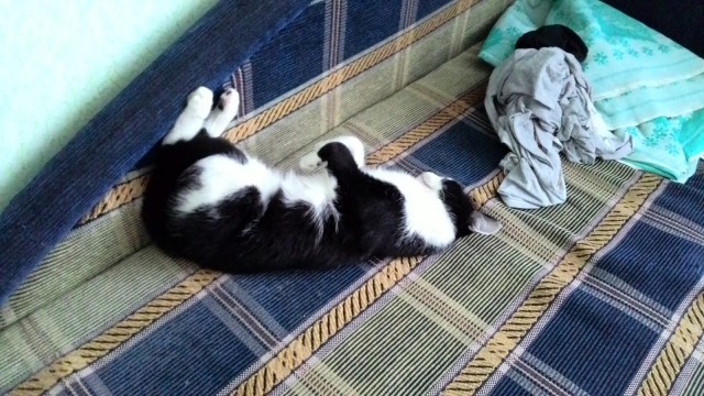 Котовторник  14.02.2017