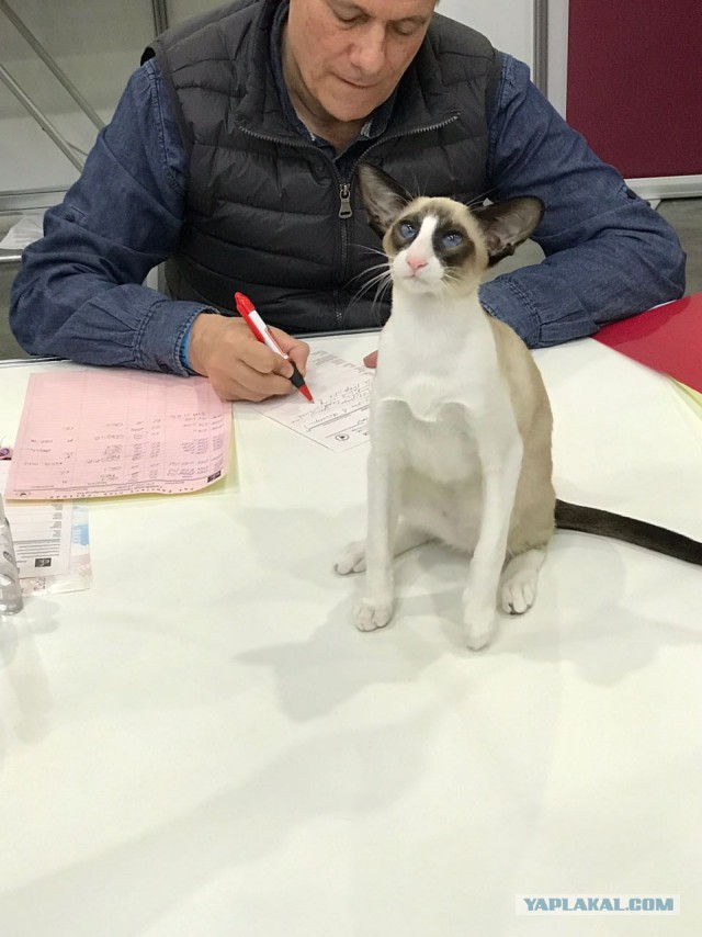 В Москву съехались коты