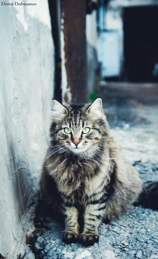 Коты и Кошки