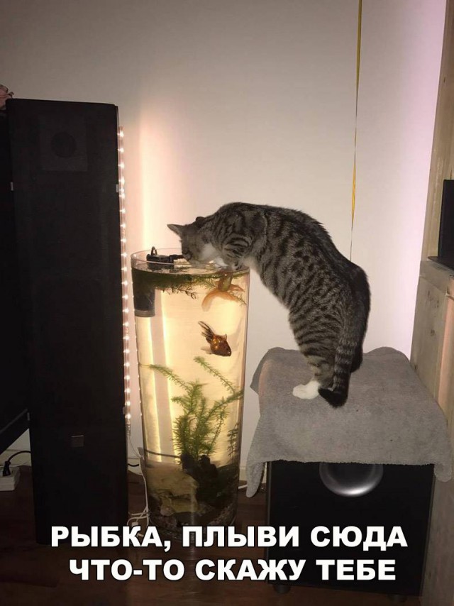 Коты и Кошки