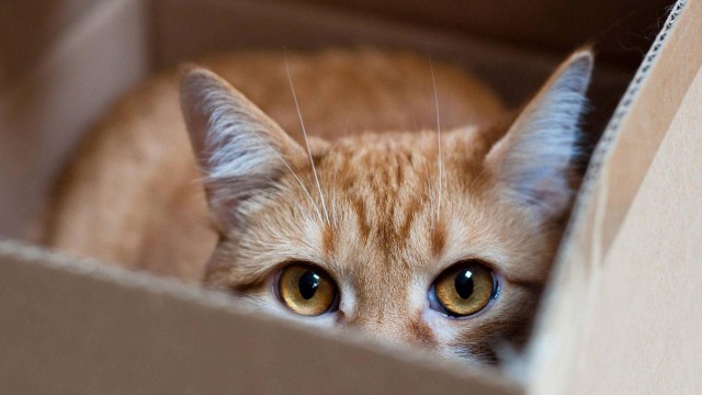 Коты и Кошки