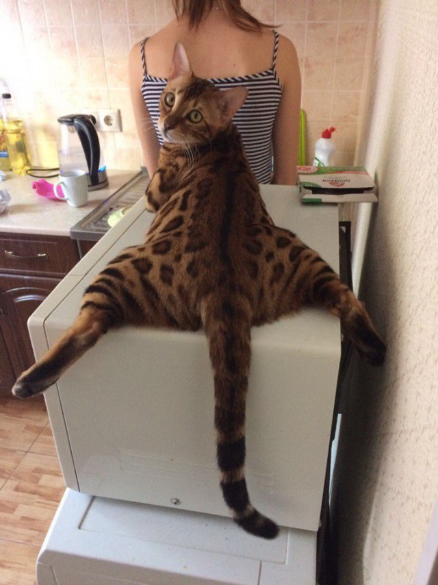 24 кота, которые подняли дерзость на новый уровень