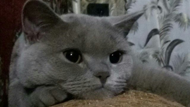 24 кота, которые подняли дерзость на новый уровень