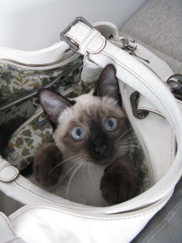 Коты и Кошки