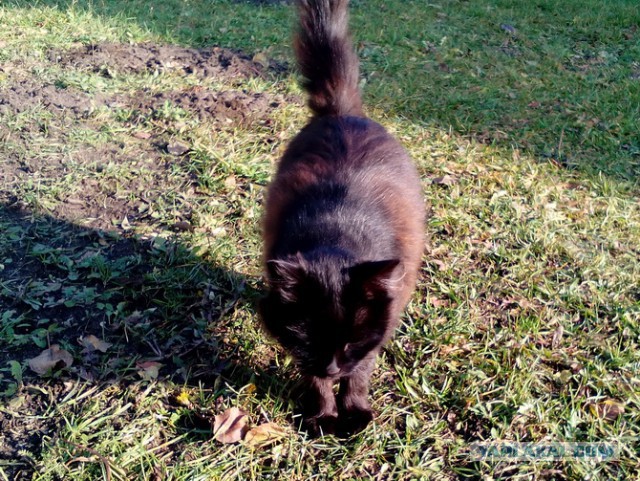 Котовторник 28.11.2017