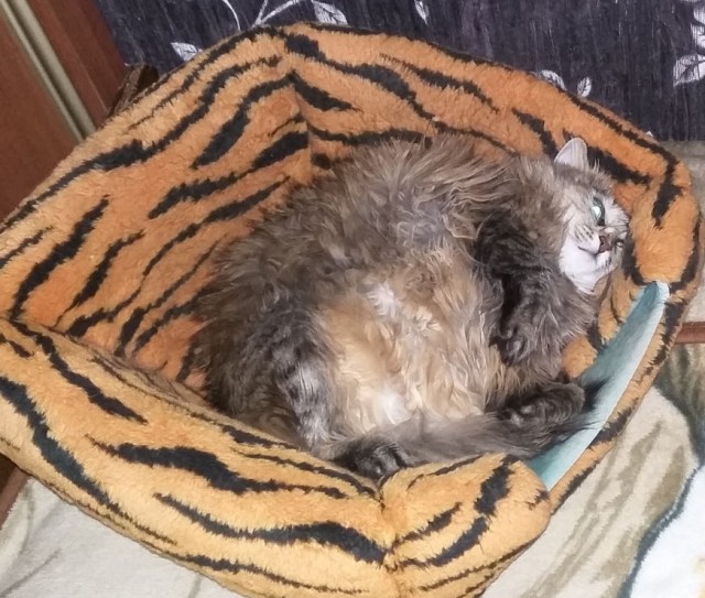 Котовторник!