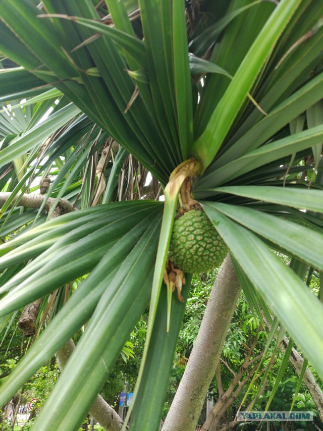 ХАЙНАНЬ. Записки путешественника. Часть первая.